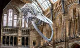 Natural History Museum 1